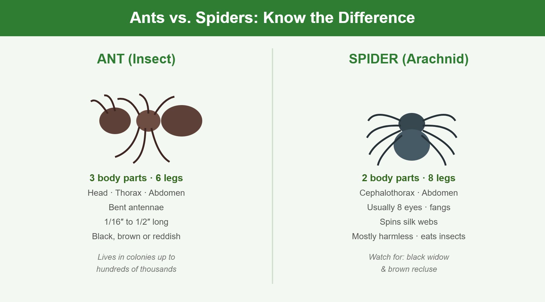 Ants vs spiders anatomy comparison infographic