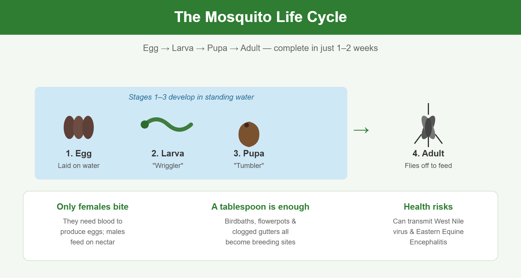 Mosquito life cycle infographic