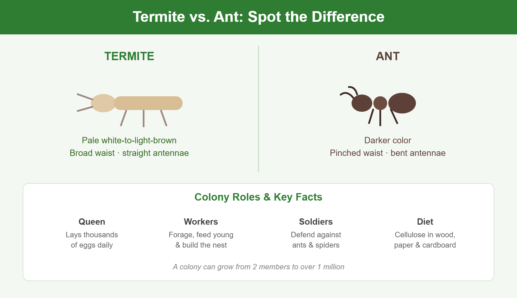 Termite vs ant identification infographic